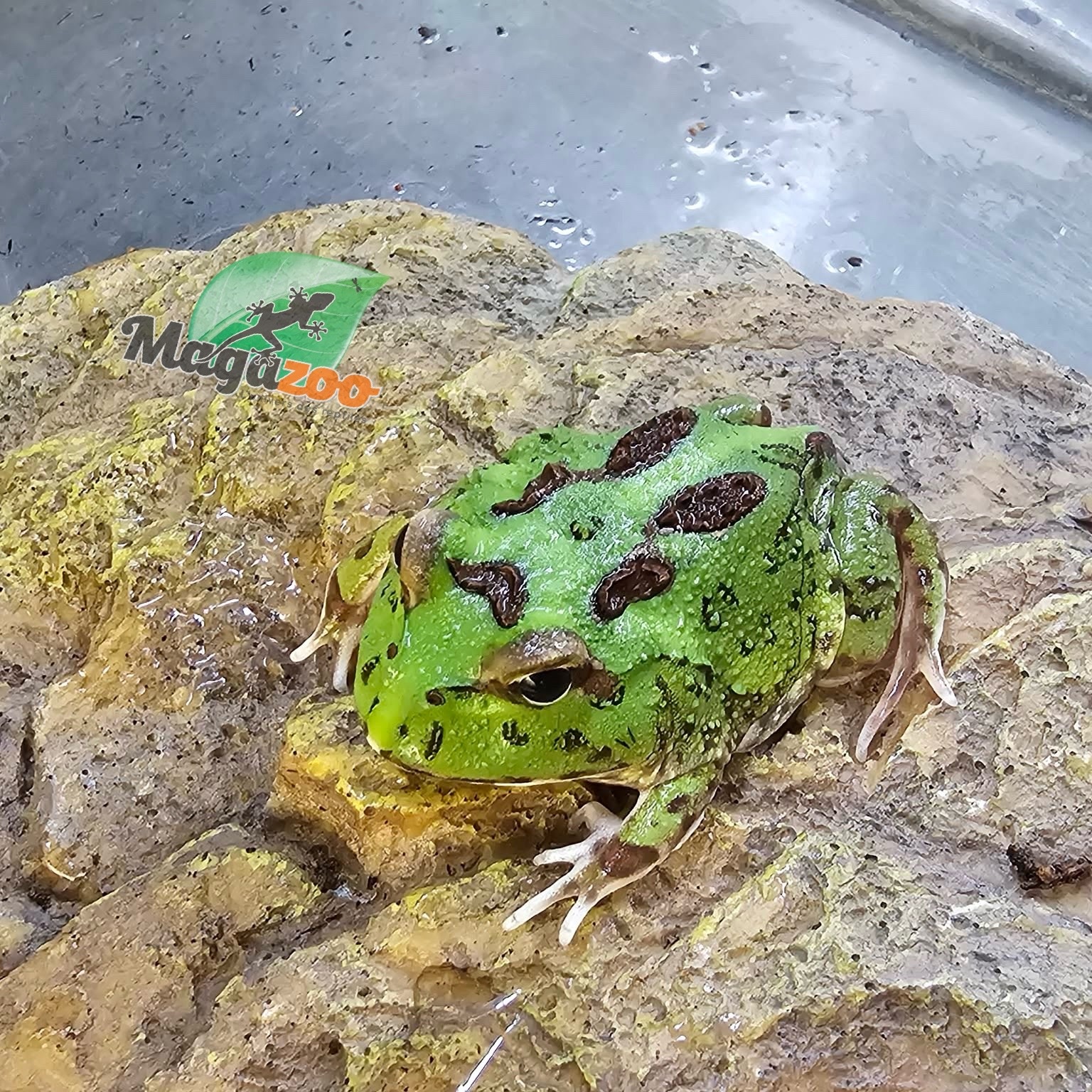 Magazoo Grenouille Cornue d'Argentine Verte (Pac Man)