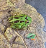 Magazoo Grenouille Cornue d'Argentine Verte (Pac Man)