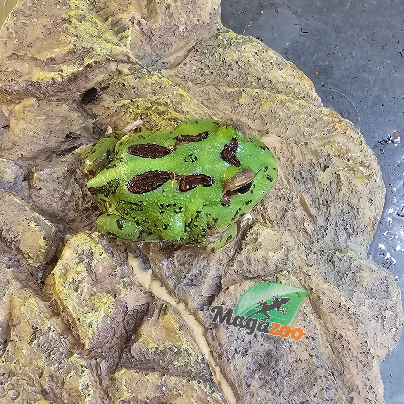 Magazoo Grenouille Cornue d'Argentine Verte (Pac Man)