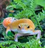 Magazoo Gecko léopard Mandarin Eclipse femelle 20/04/26