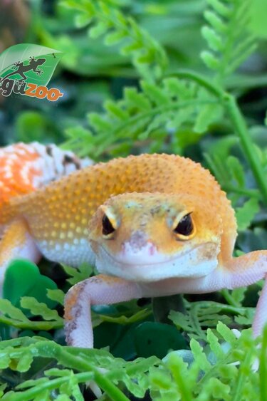 Magazoo Female Mandarin Eclipse Leopard gecko 04/20/26