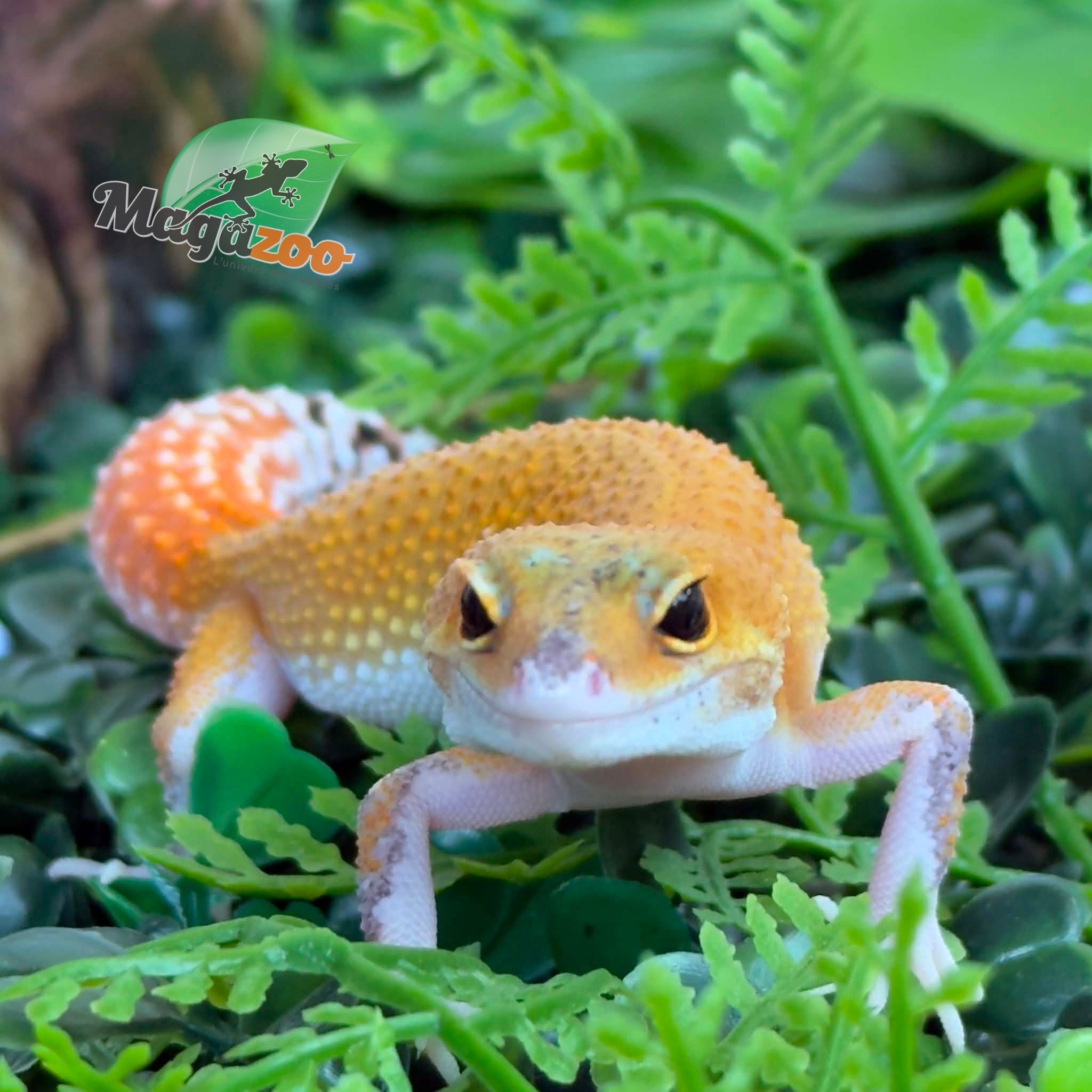 Magazoo Gecko léopard Mandarin Eclipse femelle 20/04/26