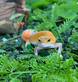 Magazoo Gecko léopard Mandarin Eclipse femelle 20/04/26