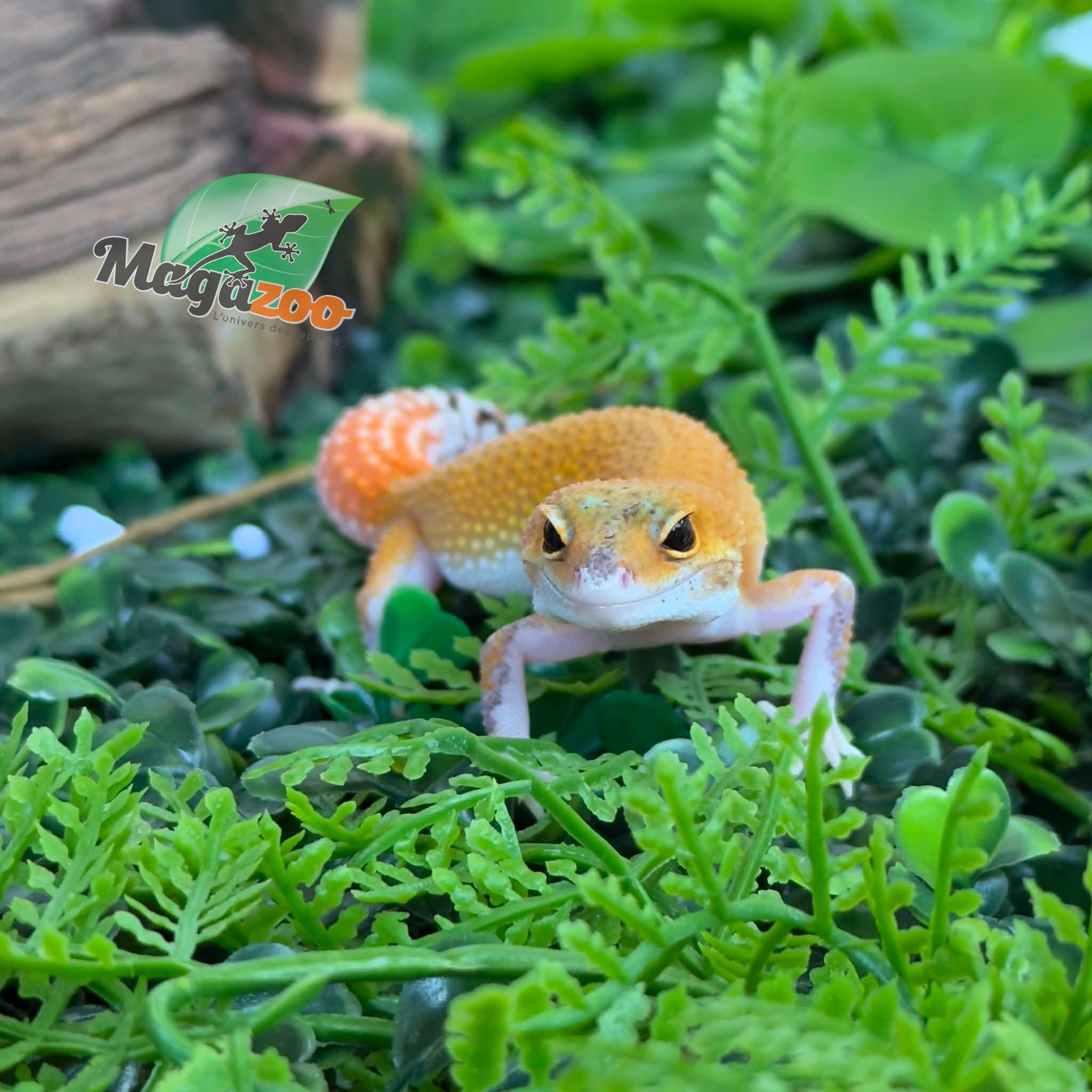 Magazoo Gecko léopard Mandarin Eclipse femelle 20/04/26