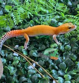 Magazoo Female Mandarin Eclipse Leopard gecko 04/20/26