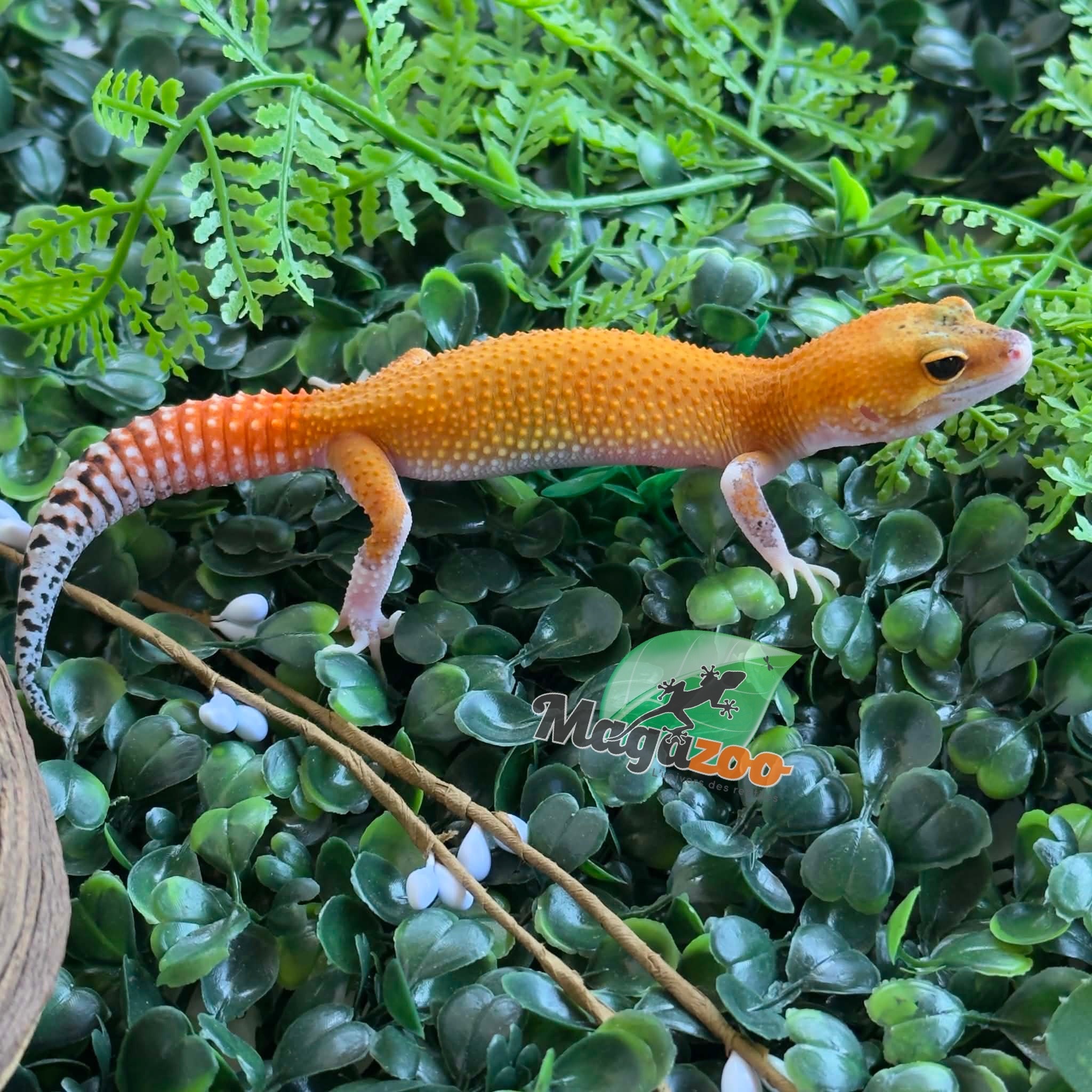 Magazoo Female Mandarin Eclipse Leopard gecko 04/20/26