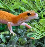 Magazoo Female Mandarin Eclipse Leopard gecko 04/20/26