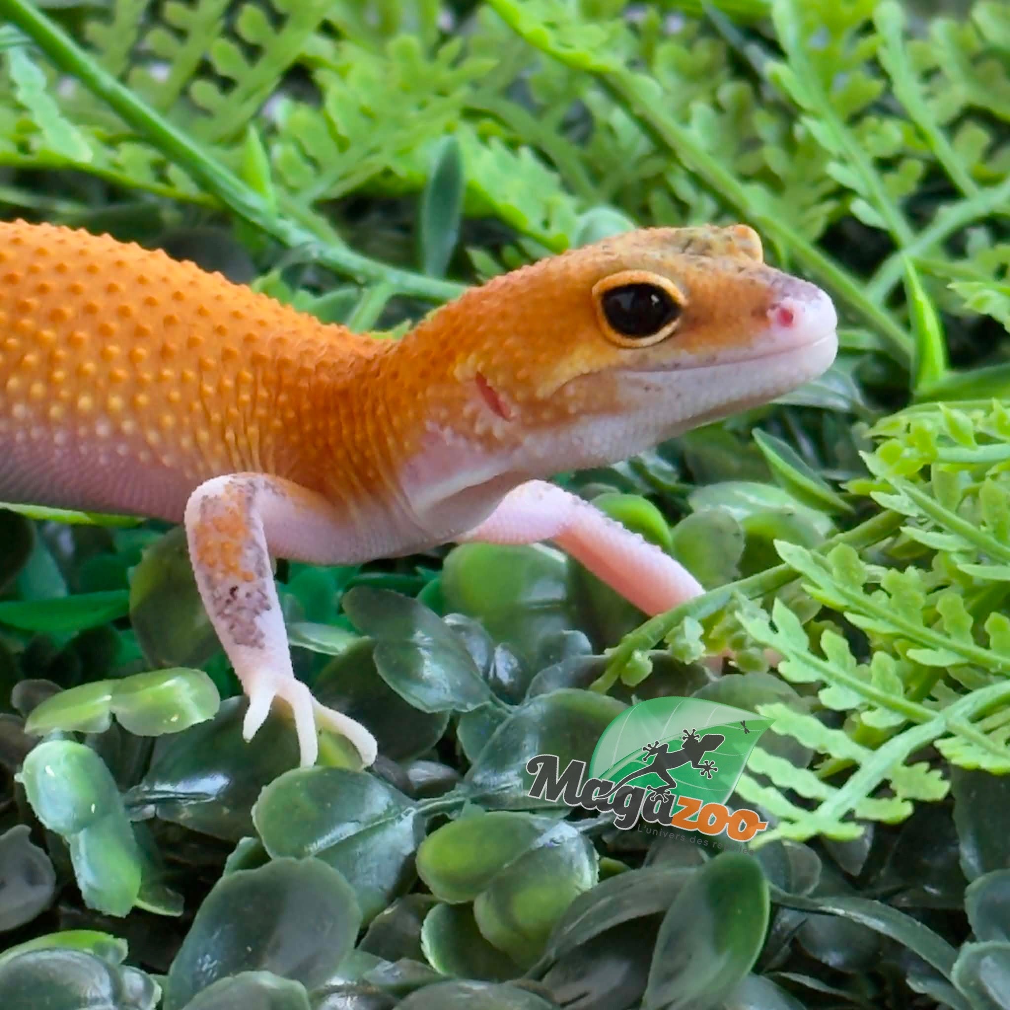 Magazoo Female Mandarin Eclipse Leopard gecko 04/20/26