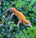 Magazoo Gecko léopard Mandarin Eclipse femelle 20/04/26