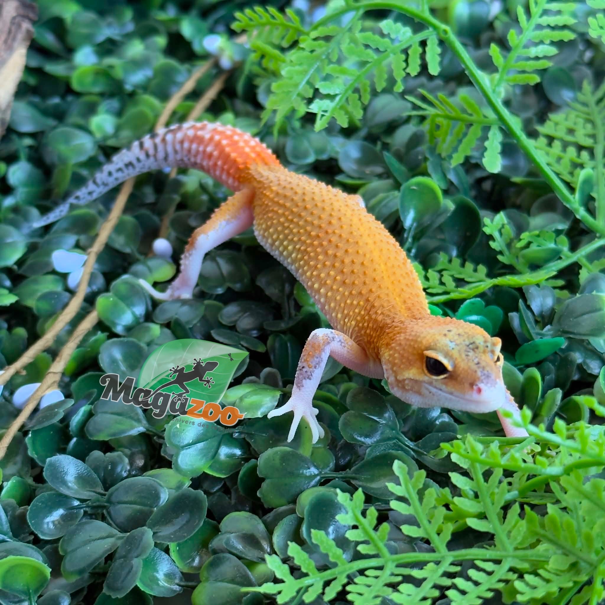 Magazoo Gecko léopard Mandarin Eclipse femelle 20/04/26