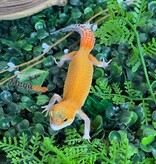 Magazoo Gecko léopard Mandarin Eclipse femelle 20/04/26