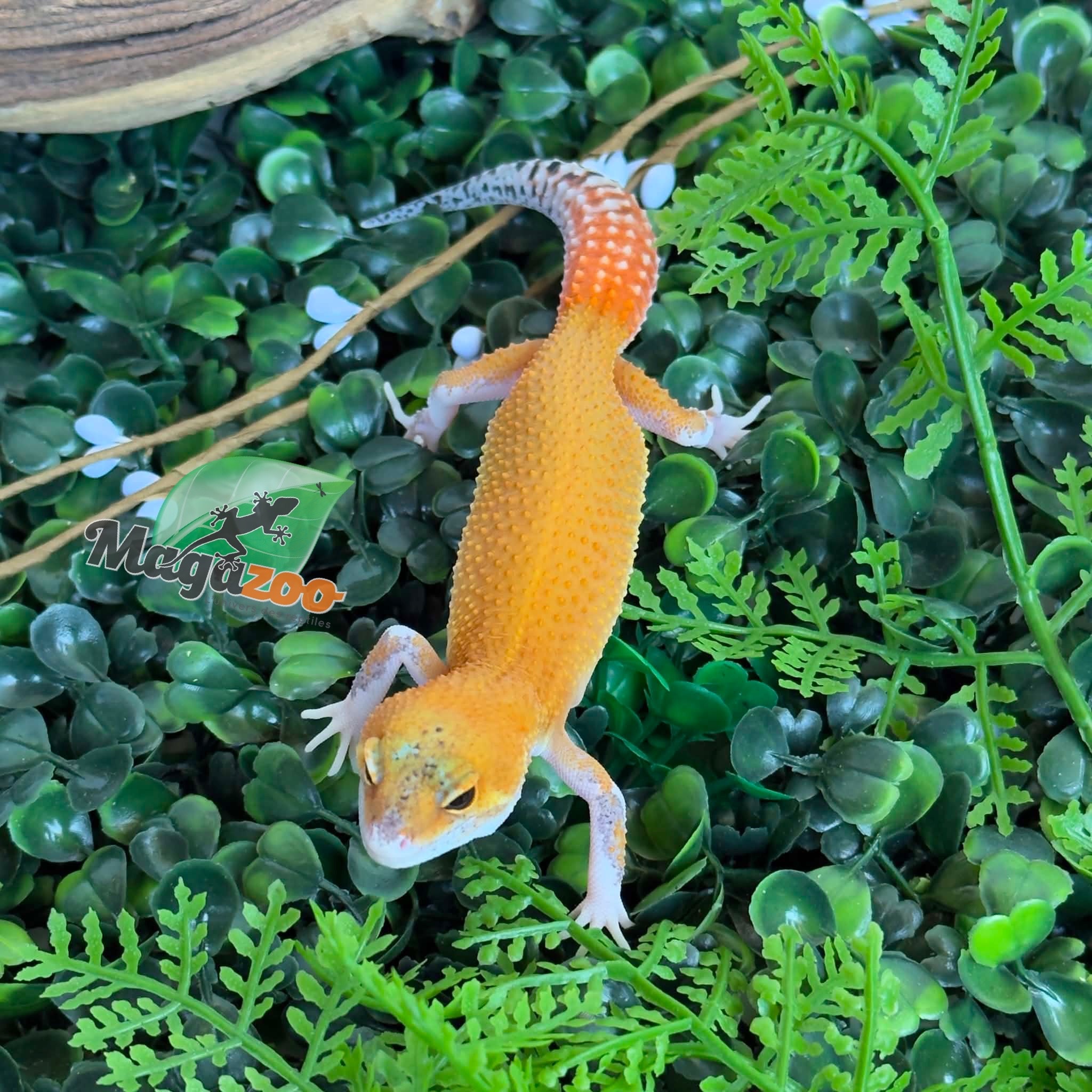 Magazoo Gecko léopard Mandarin Eclipse femelle 20/04/26