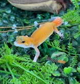 Magazoo Gecko léopard Mandarin Eclipse femelle 20/04/26
