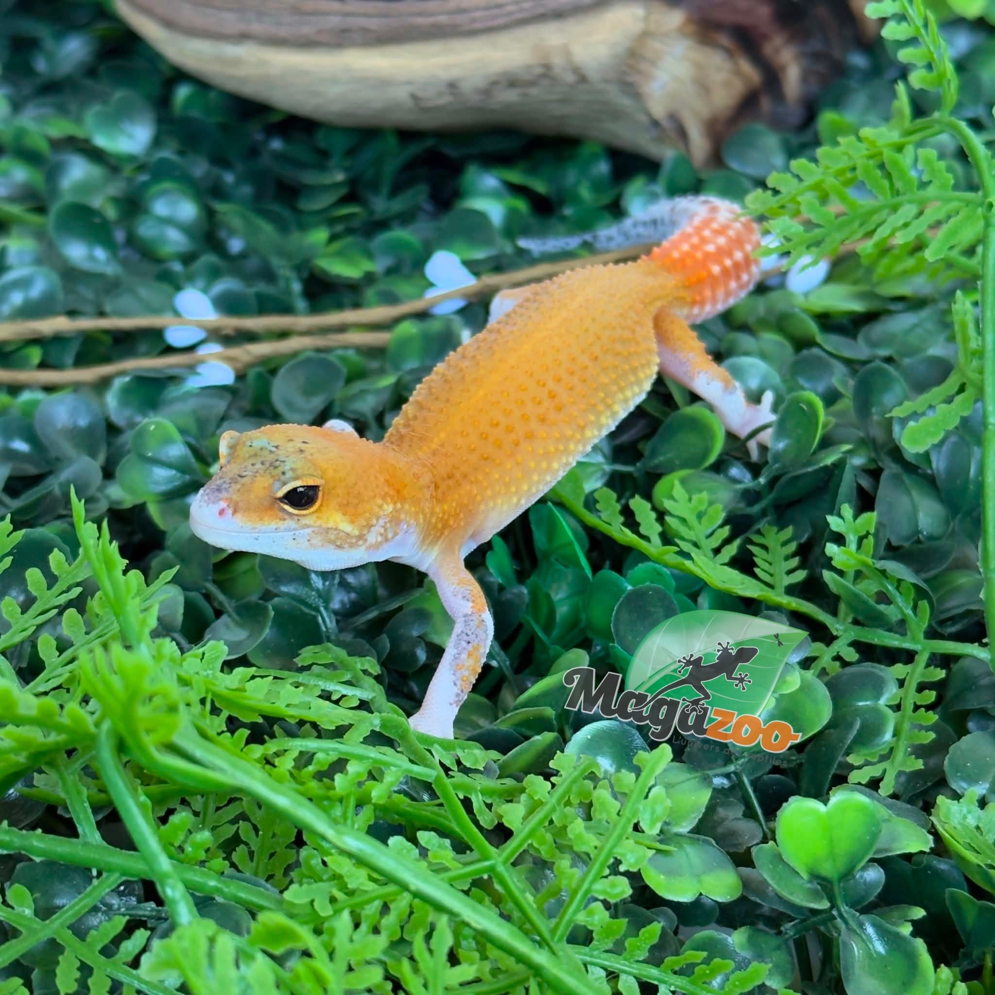 Magazoo Gecko léopard Mandarin Eclipse femelle 20/04/26