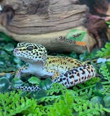 Magazoo Female Macksnow Het Eclipse Leopard gecko 03/14/26