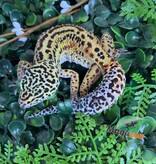 Magazoo Female Macksnow Het Eclipse Leopard gecko 03/14/26