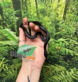 Magazoo Serpent roi noir du Mexique Femelle #1  Né 23 mai 2026