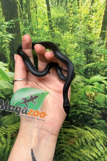 Magazoo Female Mexican black king snake #1 Born May 23, 2026