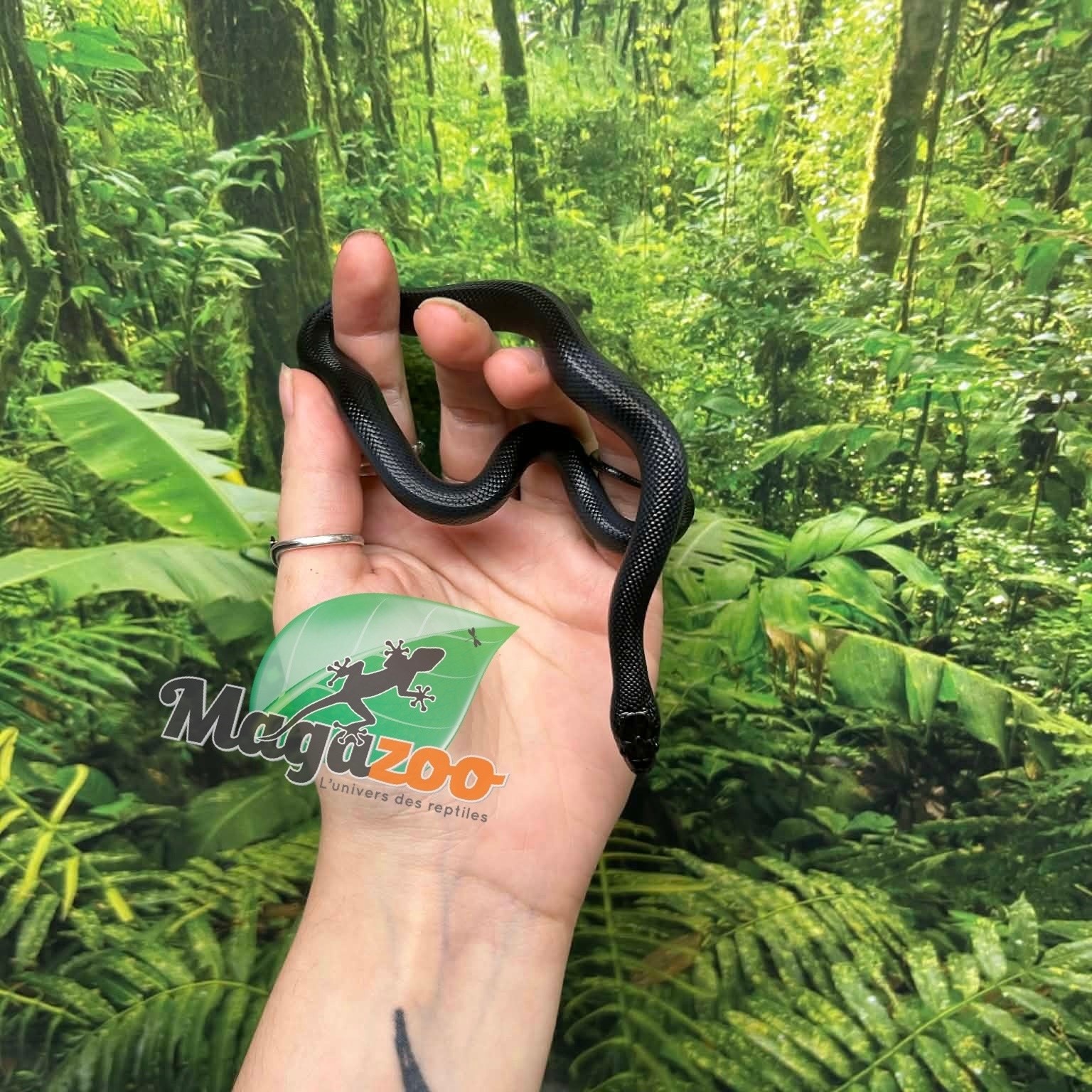 Magazoo Serpent roi noir du Mexique Femelle #1  Né 23 mai 2026
