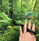 Magazoo Female Mexican black king snake #1 Born May 23, 2026
