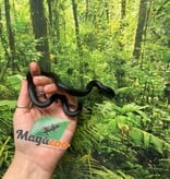 Magazoo Serpent roi noir du Mexique Femelle #1  Né 23 mai 2026