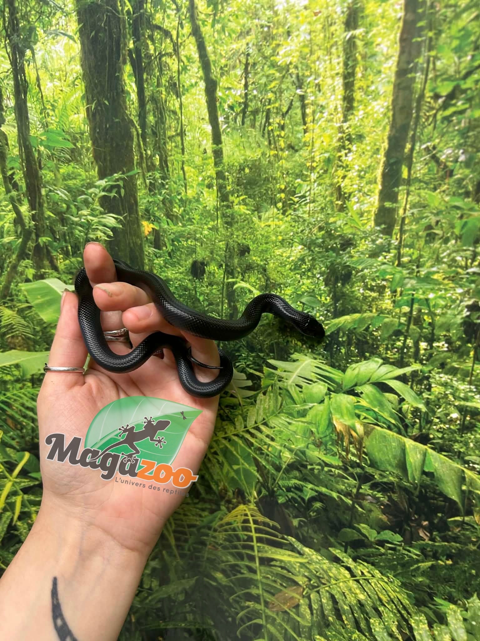 Magazoo Female Mexican black king snake #1 Born May 23, 2026