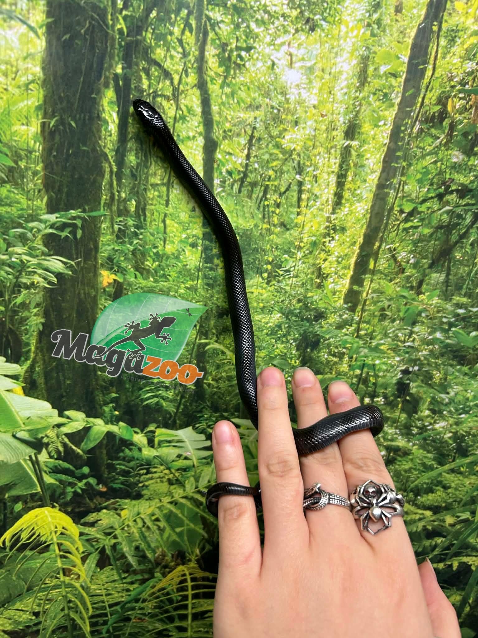 Magazoo Female Mexican black king snake #1 Born May 23, 2026