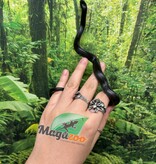 Magazoo Female Mexican black king snake #1 Born May 23, 2026