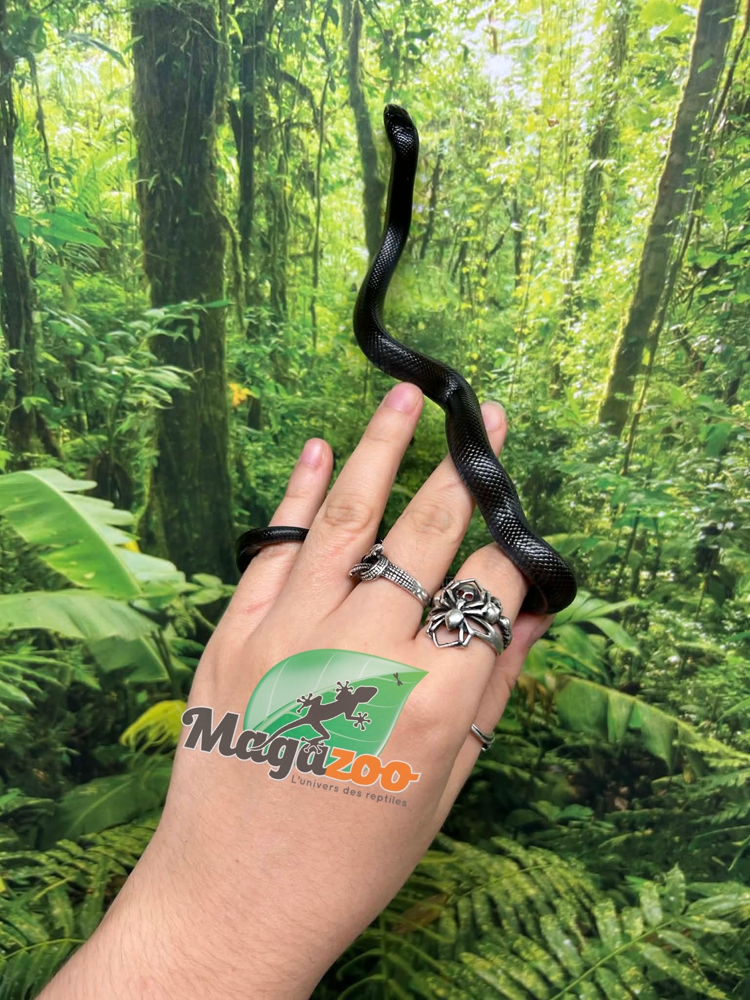 Magazoo Serpent roi noir du Mexique Femelle #1  Né 23 mai 2026