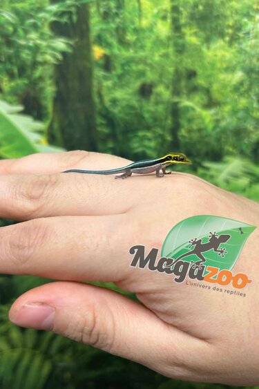 Magazoo Baby Neon day gecko (Captive Born) (May 10, 2026)