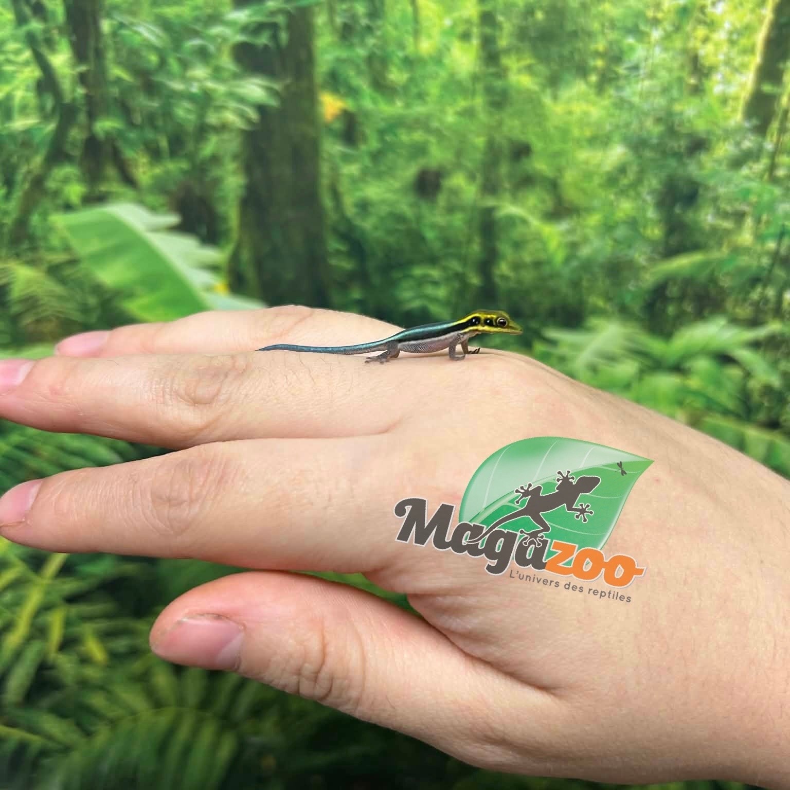Magazoo Gecko diurne Néon (né en captivité) Bébé (17 juin 2026)