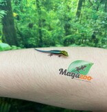Magazoo Baby Neon day gecko (Captive Born) (May 10, 2026)