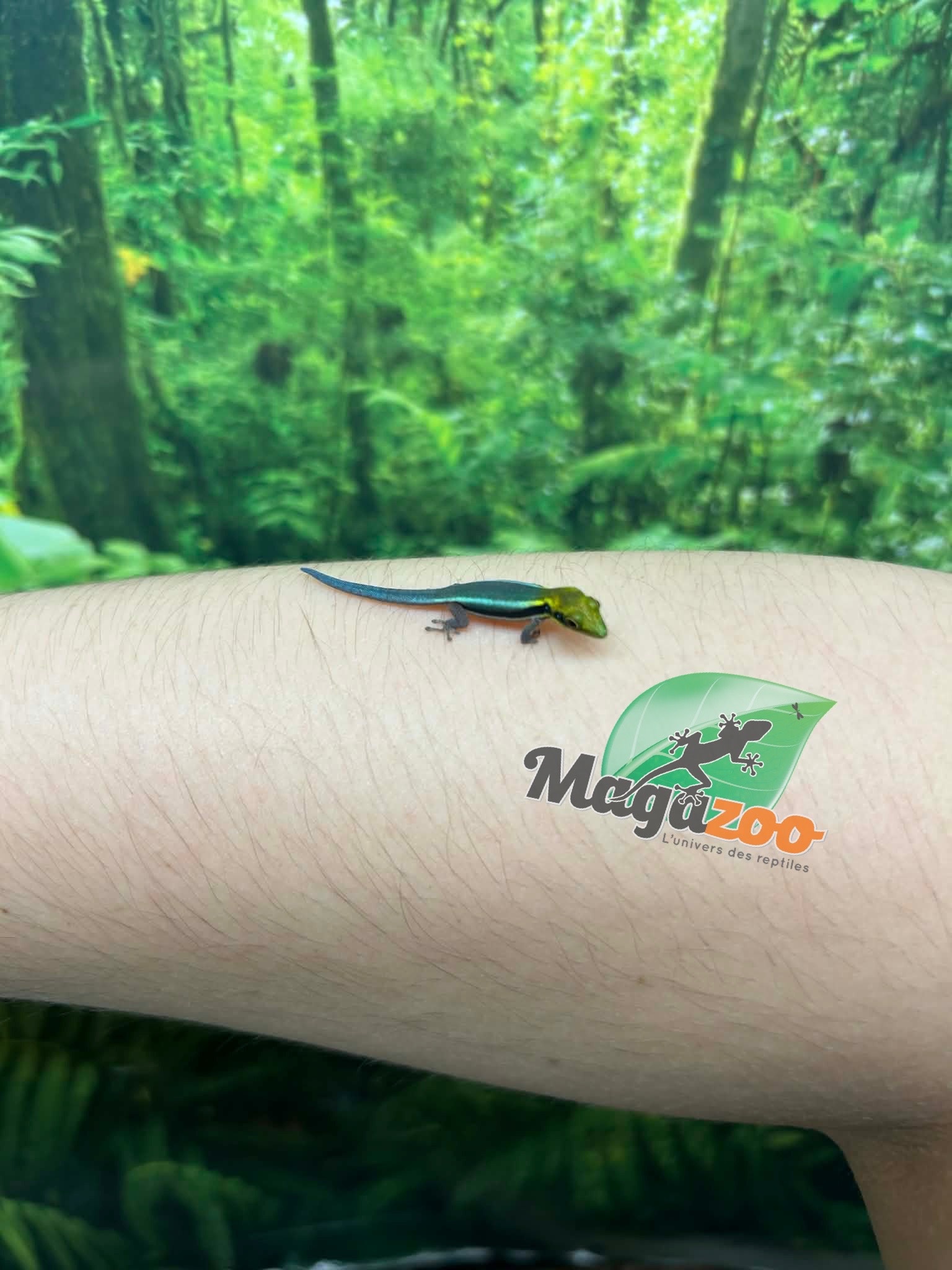 Magazoo Baby Neon day gecko (Captive Born) (May 10, 2026)