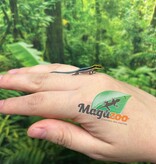 Magazoo Gecko diurne Néon (né en captivité) Bébé (17 juin 2026)