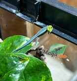Magazoo Gecko diurne Néon (né en captivité) Bébé (17 juin 2026)
