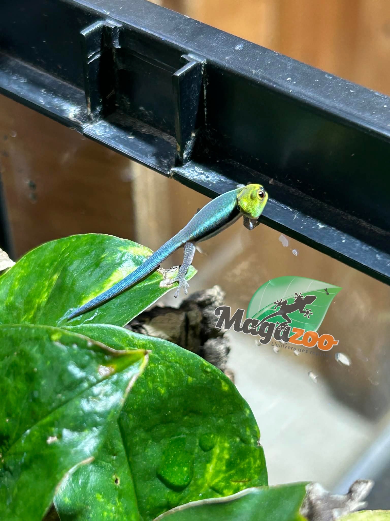 Magazoo Baby Neon day gecko (Captive Born) (May 10, 2026)