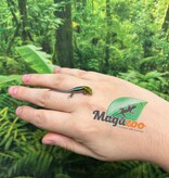 Magazoo Gecko diurne Néon (né en captivité) Bébé (17 juin 2026)