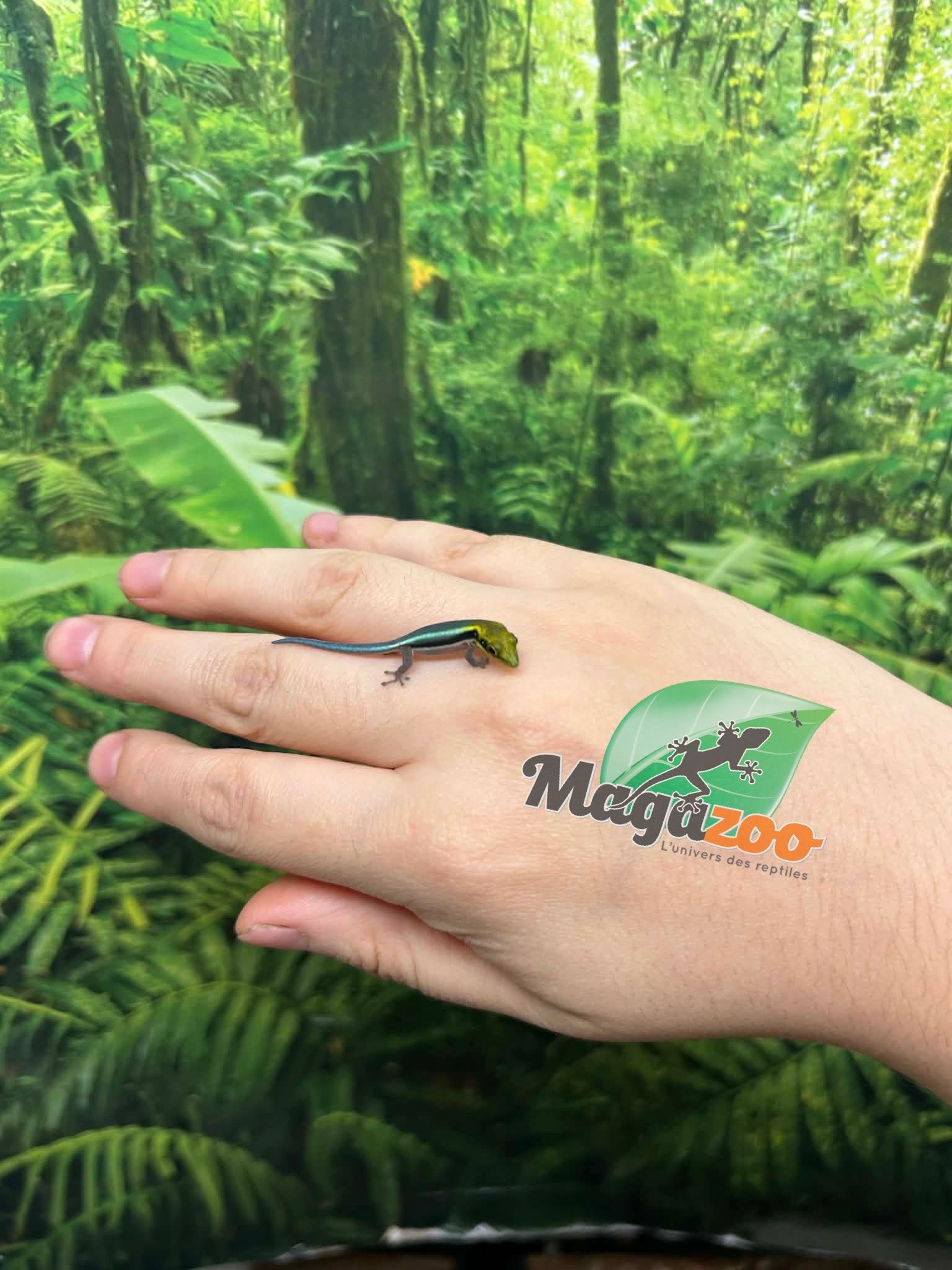 Magazoo Baby Neon day gecko (Captive Born) (May 10, 2026)