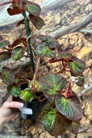 Magazoo Plante Begonia 'Manaus' | Bégonia 10cm
