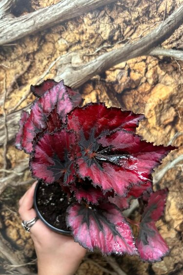 Magazoo Plante Begonia Rex 'Red Kiss' | Bégonia 10cm