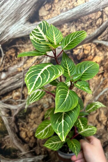 Magazoo Iresine 'Blazin' Lime Plant 10cm