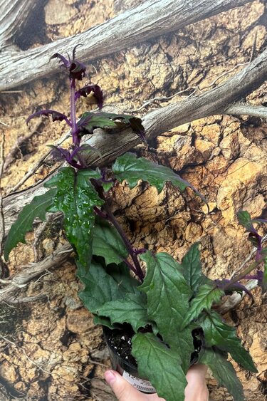 Magazoo Plante Gynura Aurantiaca 'Purple Passion' | Plante de velours 10cm