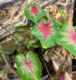 Magazoo Plante Caladium 'Red Alert'  15cm