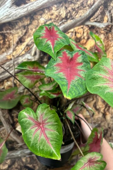 Magazoo Plante Caladium 'Red Alert'  15cm