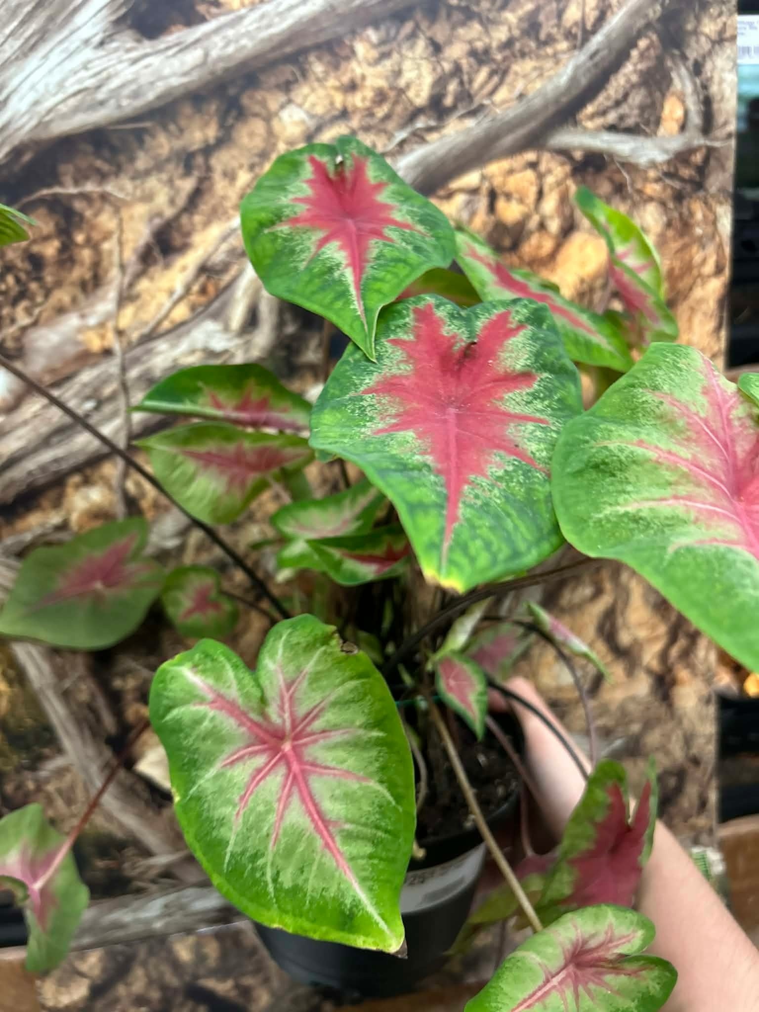 Magazoo Plante Caladium 'Red Alert'  15cm
