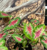 Magazoo Plante Caladium 'Red Alert'  15cm