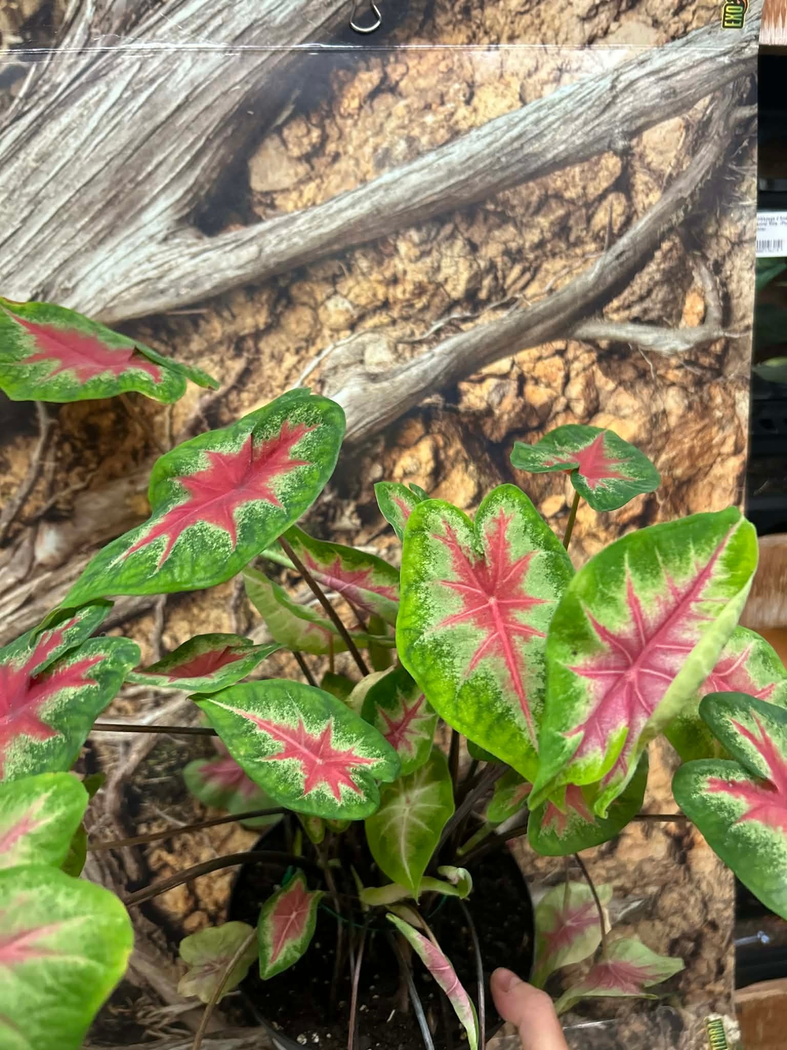Magazoo Plante Caladium 'Red Alert'  15cm
