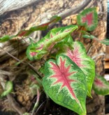 Magazoo Plante Caladium 'Red Alert'  15cm