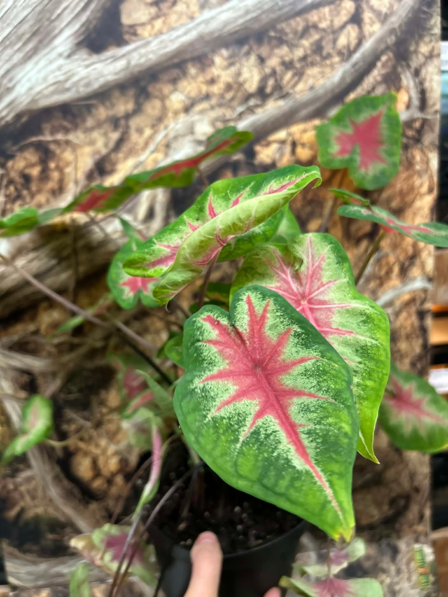 Magazoo Plante Caladium 'Red Alert'  15cm