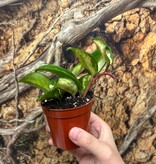 Magazoo Plante Hoya Carnosa 'Krimson Princess'  6cm